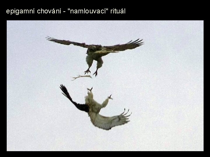 epigamní chování - "namlouvací" rituál 