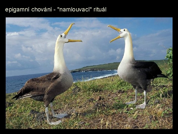 epigamní chování - "namlouvací" rituál 