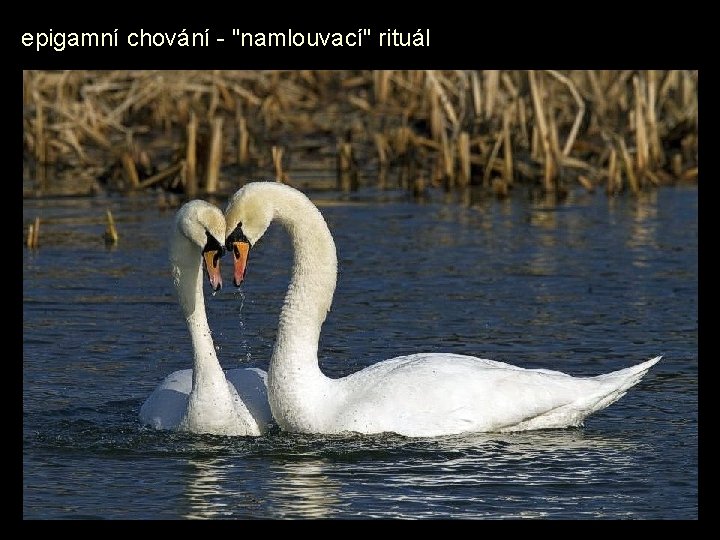 epigamní chování - "namlouvací" rituál 