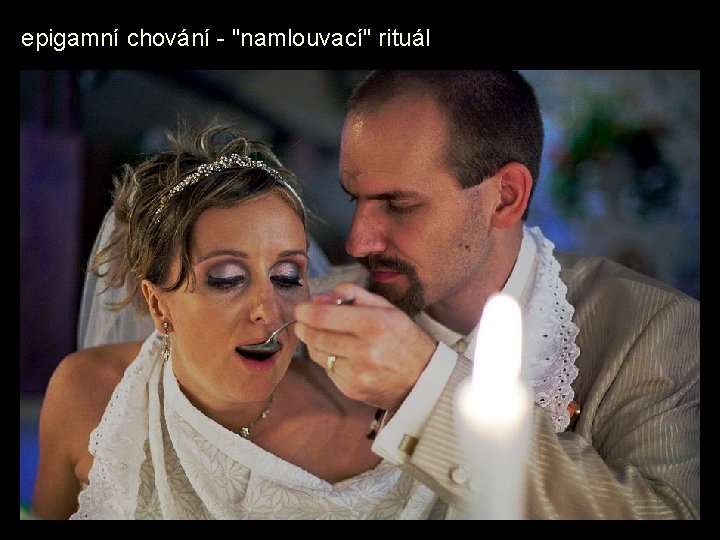 epigamní chování - "namlouvací" rituál 