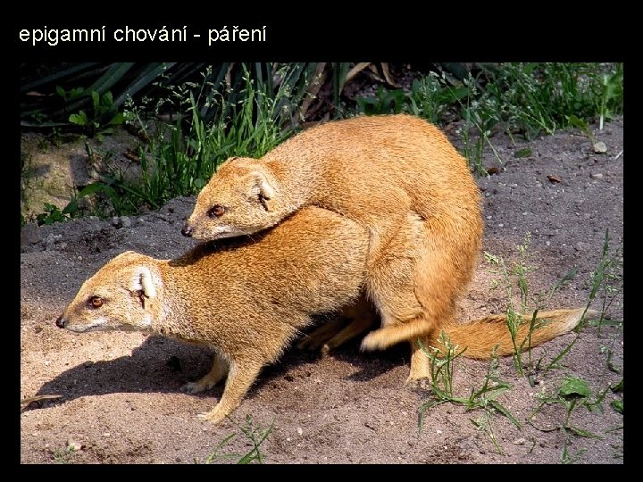 epigamní chování - páření 