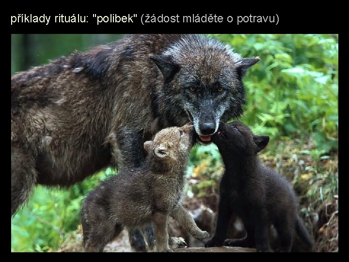 příklady rituálu: "polibek" (žádost mláděte o potravu) 