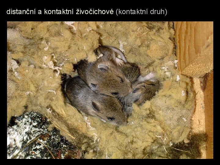 distanční a kontaktní živočichové (kontaktní druh) 