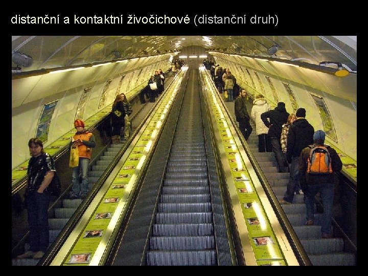 distanční a kontaktní živočichové (distanční druh) 