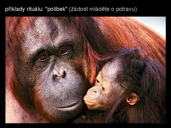 příklady rituálu: "polibek" (žádost mláděte o potravu) 