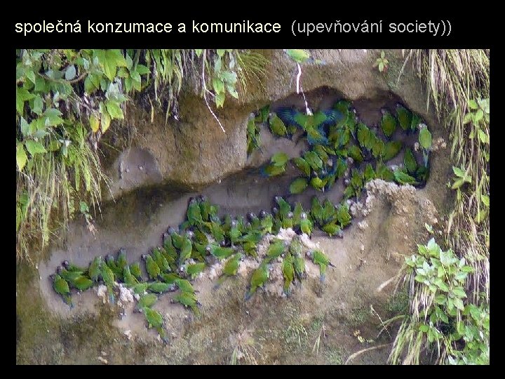 společná konzumace a komunikace (upevňování society)) 