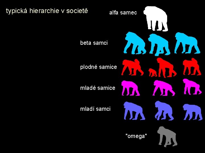 typická hierarchie v societě alfa samec beta samci plodné samice mladí samci "omega" 