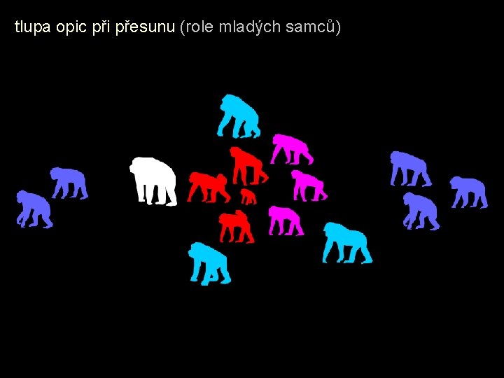 tlupa opic při přesunu (role mladých samců) 