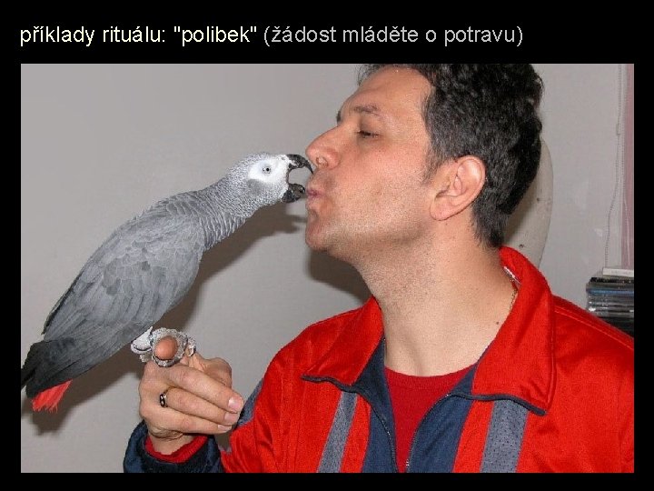 příklady rituálu: "polibek" (žádost mláděte o potravu) 