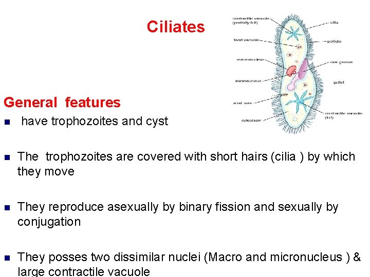 Ciliates General features n have trophozoites and cyst n The trophozoites are covered with