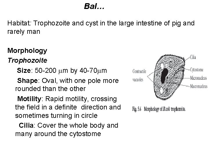 Bal… Habitat: Trophozoite and cyst in the large intestine of pig and rarely man