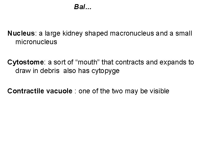 Bal… Nucleus: a large kidney shaped macronucleus and a small micronucleus Cytostome: a sort
