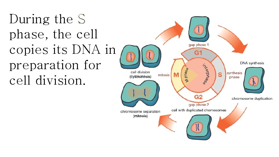 During the S phase, the cell copies its DNA in preparation for cell division.