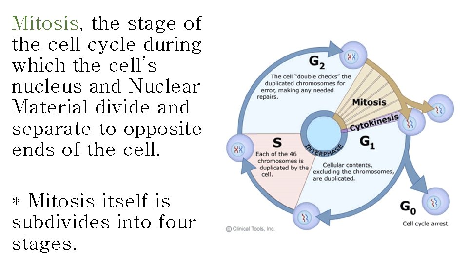 Mitosis, the stage of the cell cycle during which the cell’s nucleus and Nuclear