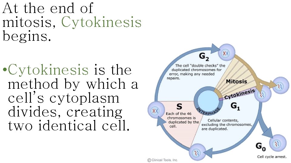 At the end of mitosis, Cytokinesis begins. • Cytokinesis is the method by which