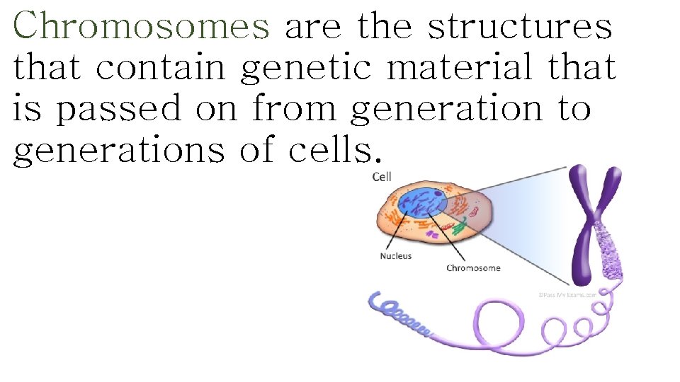 Chromosomes are the structures that contain genetic material that is passed on from generation