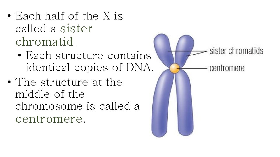  • Each half of the X is called a sister chromatid. • Each