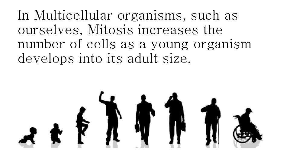 In Multicellular organisms, such as ourselves, Mitosis increases the number of cells as a