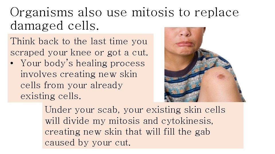 Organisms also use mitosis to replace damaged cells. Think back to the last time