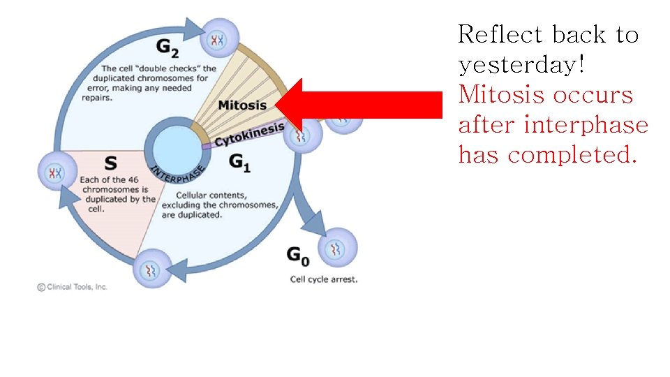 Reflect back to yesterday! Mitosis occurs after interphase has completed. 