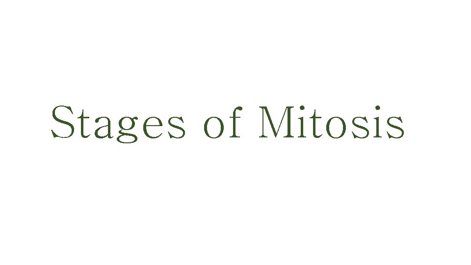 Stages of Mitosis 