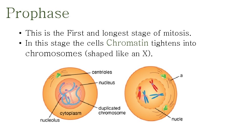 Prophase • This is the First and longest stage of mitosis. • In this