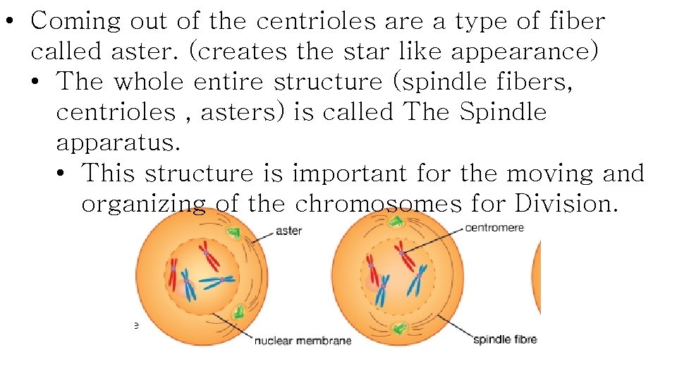  • Coming out of the centrioles are a type of fiber called aster.
