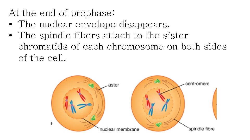 At the end of prophase: • The nuclear envelope disappears. • The spindle fibers