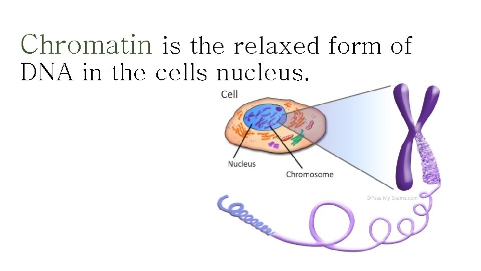 Chromatin is the relaxed form of DNA in the cells nucleus. 