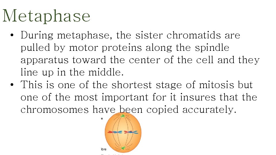 Metaphase • During metaphase, the sister chromatids are pulled by motor proteins along the