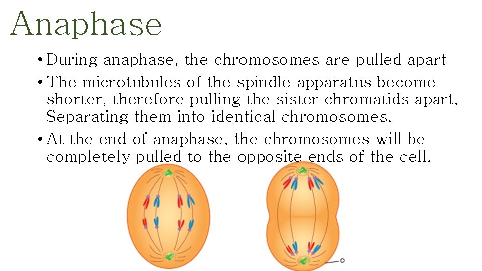 Anaphase • During anaphase, the chromosomes are pulled apart • The microtubules of the