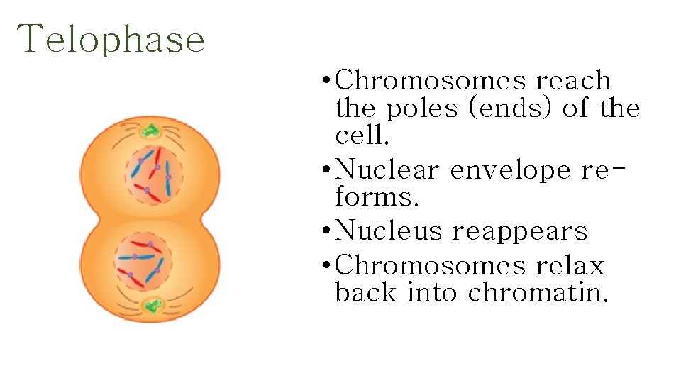 Telophase • Chromosomes reach the poles (ends) of the cell. • Nuclear envelope reforms.