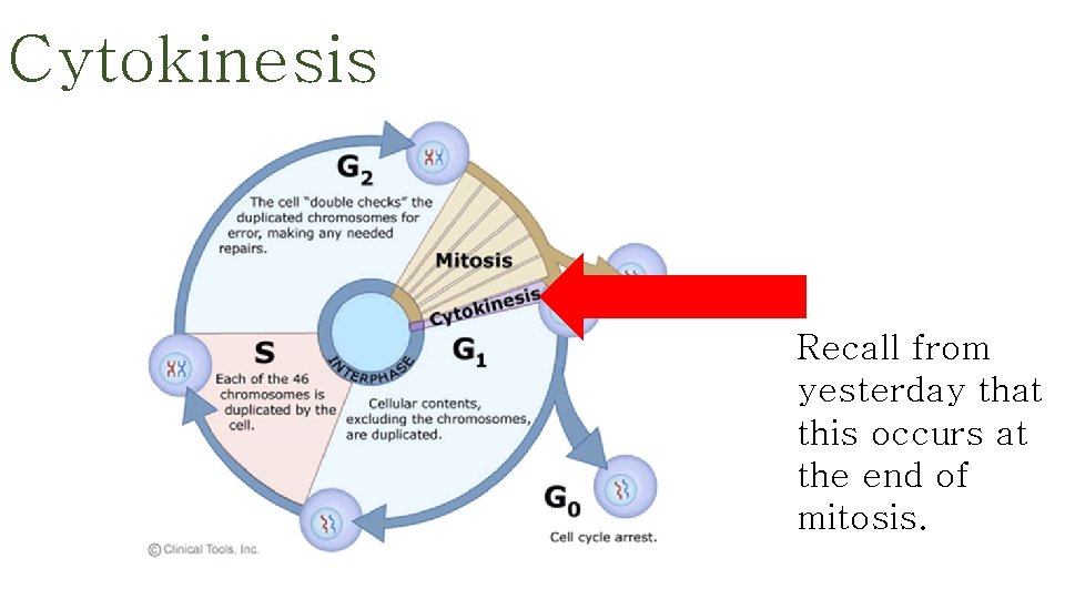 Cytokinesis Recall from yesterday that this occurs at the end of mitosis. 