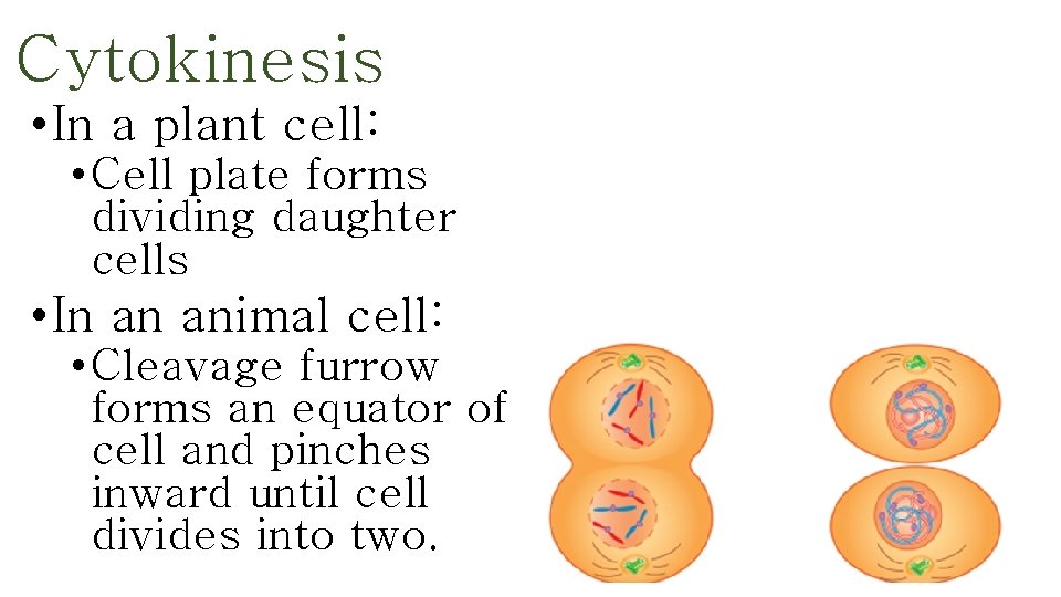 Cytokinesis • In a plant cell: • Cell plate forms dividing daughter cells •