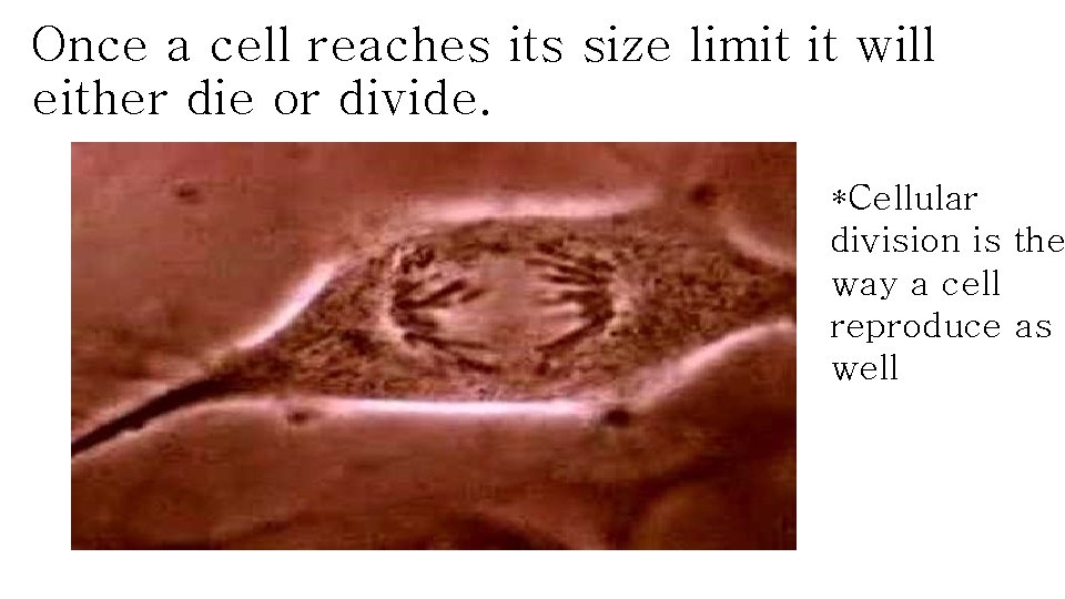 Once a cell reaches its size limit it will either die or divide. *Cellular