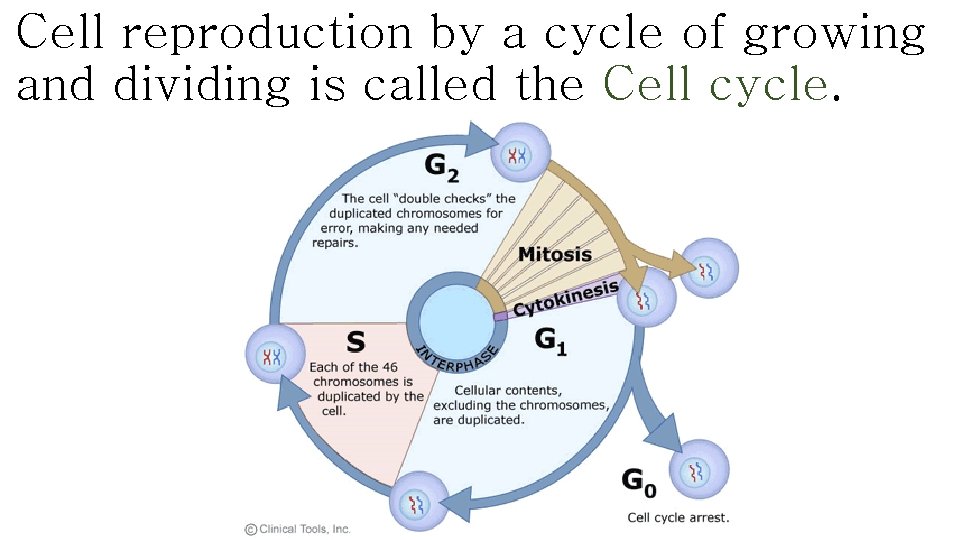Cell reproduction by a cycle of growing and dividing is called the Cell cycle.
