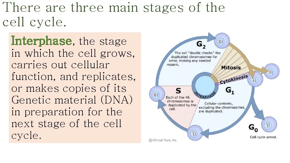 There are three main stages of the cell cycle. Interphase, the stage in which