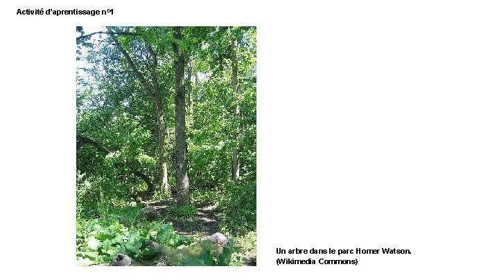 Activité d’aprentissage n. O 1 Un arbre dans le parc Homer Watson. (Wikimedia Commons)