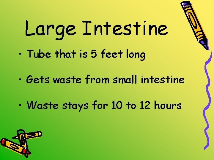 Large Intestine • Tube that is 5 feet long • Gets waste from small
