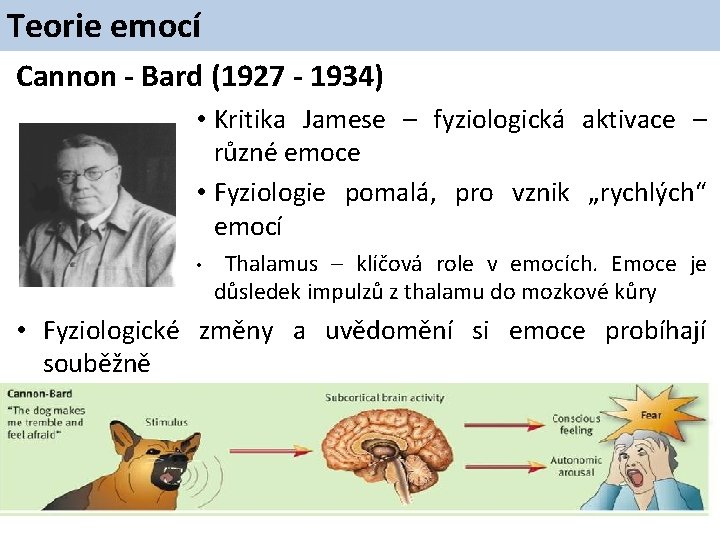 Teorie emocí Cannon - Bard (1927 - 1934) • Kritika Jamese – fyziologická aktivace