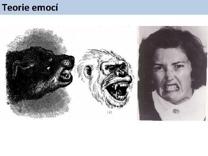 Teorie emocí – primární emoce 