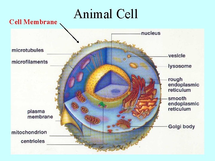 Cell Membrane Animal Cell 