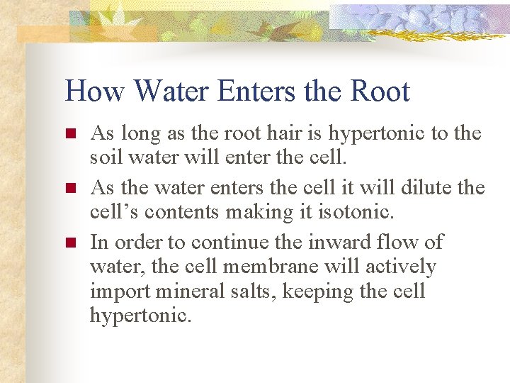 How Water Enters the Root n n n As long as the root hair