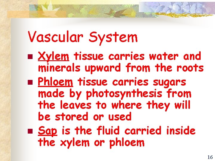 Vascular System n n n Xylem tissue carries water and minerals upward from the