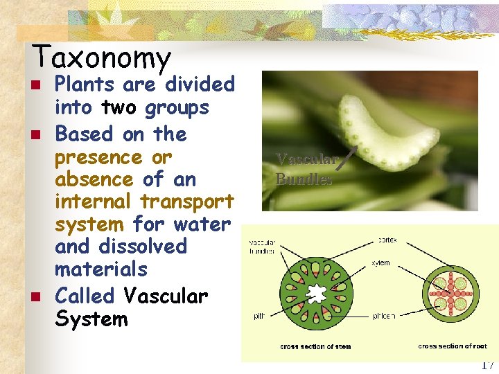 Taxonomy n n n Plants are divided into two groups Based on the presence