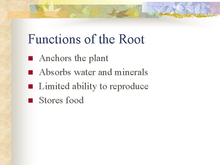 Functions of the Root n n Anchors the plant Absorbs water and minerals Limited