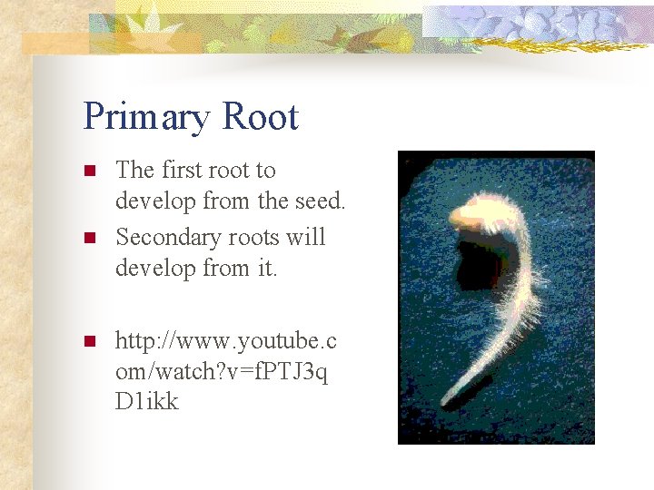 Primary Root n n n The first root to develop from the seed. Secondary