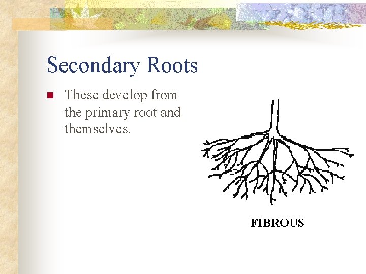 Secondary Roots n These develop from the primary root and themselves. FIBROUS 