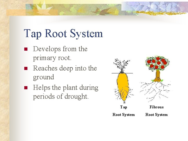 Tap Root System n n n Develops from the primary root. Reaches deep into