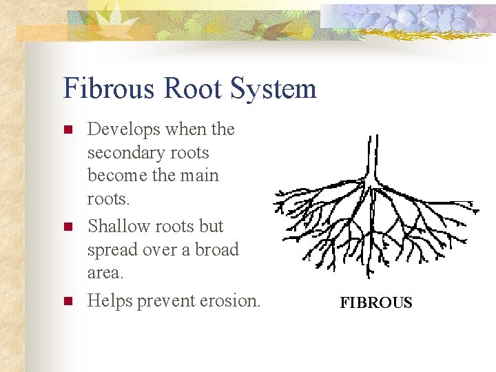 Fibrous Root System n n n Develops when the secondary roots become the main